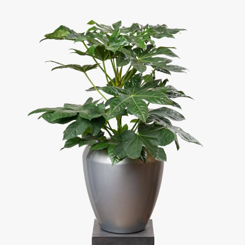 Fatsia Japonica in Fiber Pot