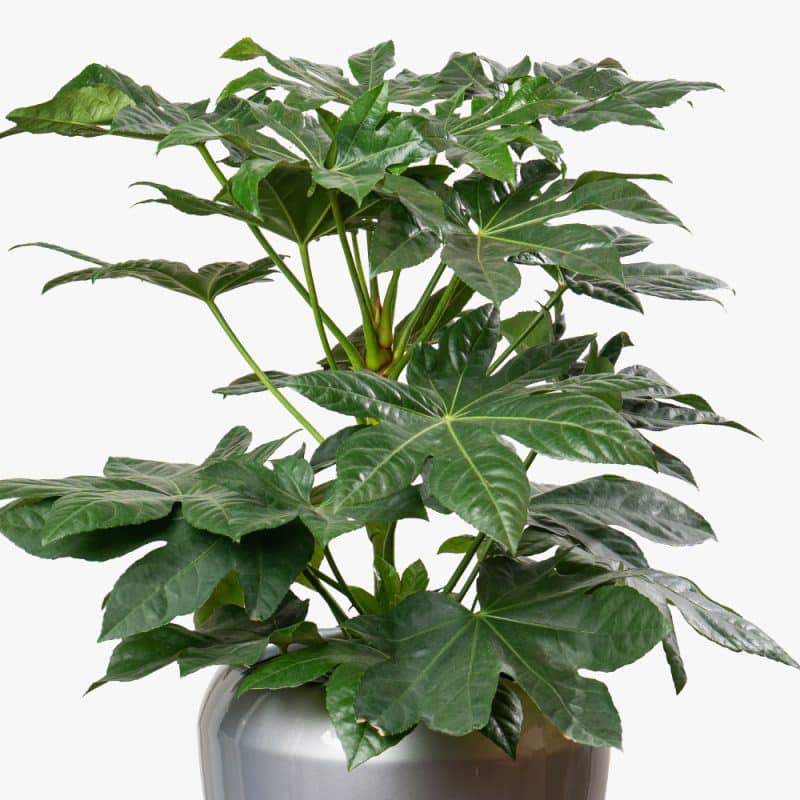 Bold Beauty: Fatsia Japonica in Sleek Fiber Planter