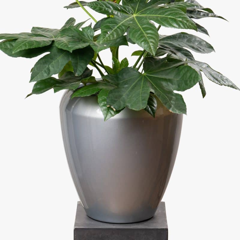 Bold Beauty: Fatsia Japonica in Sleek Fiber Planter