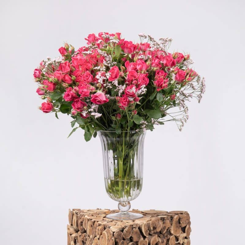 Limonium