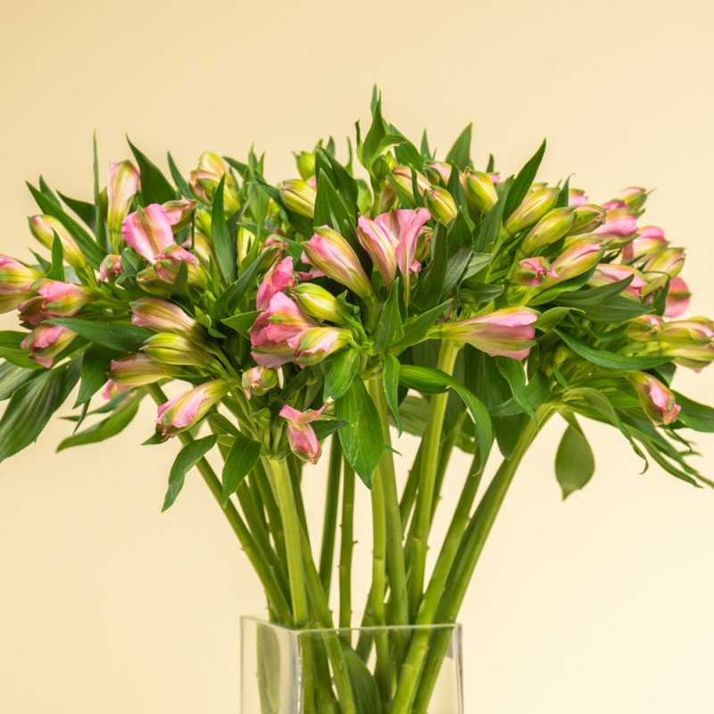 Pink Elegance - Alstormeriya - Image 2