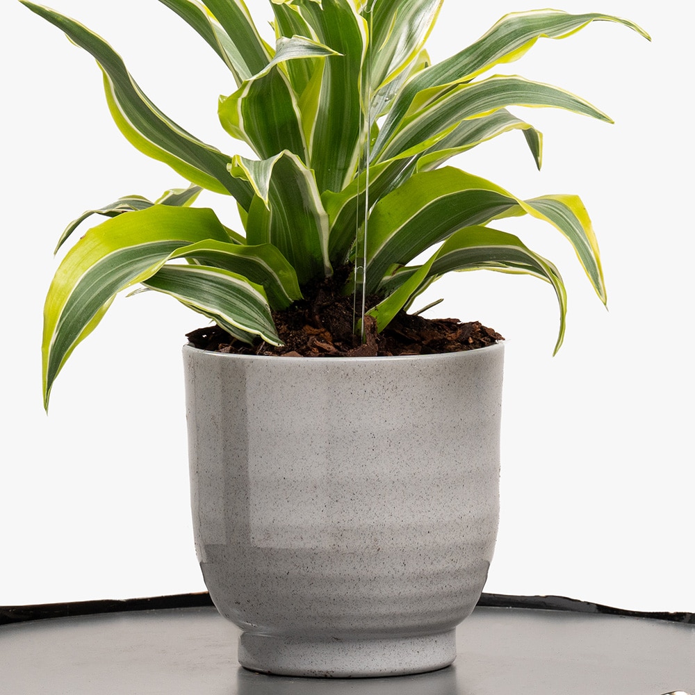 Dracaena Fragrans in Gray Ceramic Dracaena Fragrans in Gray Ceramic