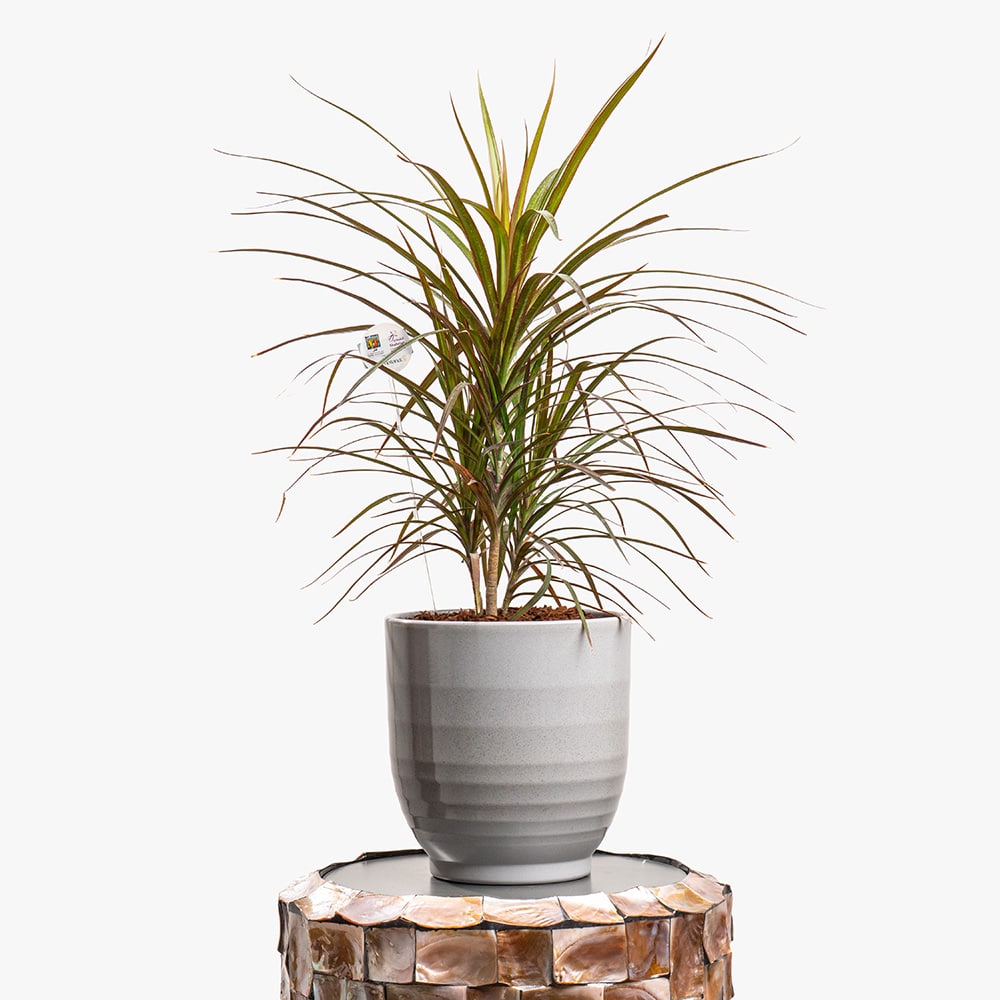 Dracaena
