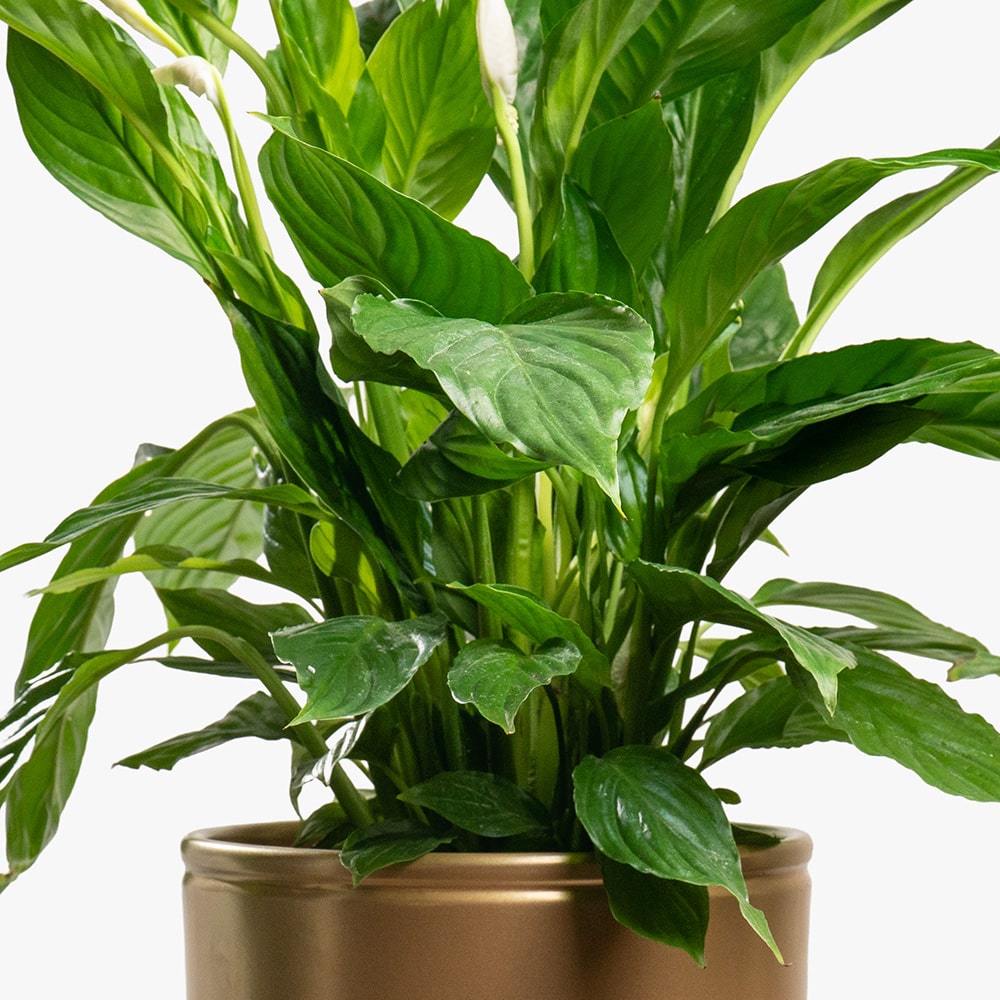 15.2 Spathiphyllum (Peace Lily) in Gold Pot – 80cm