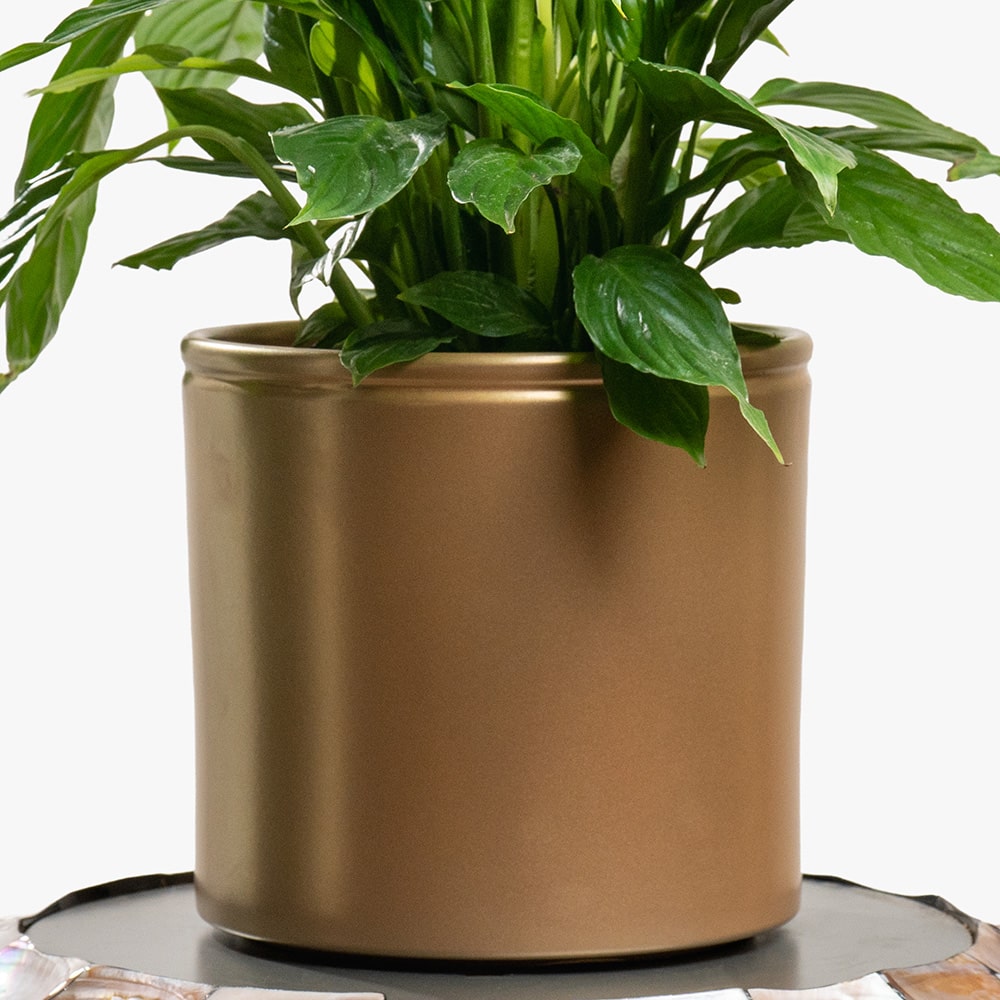 15.3 Spathiphyllum (Peace Lily) in Gold Pot – 80cm