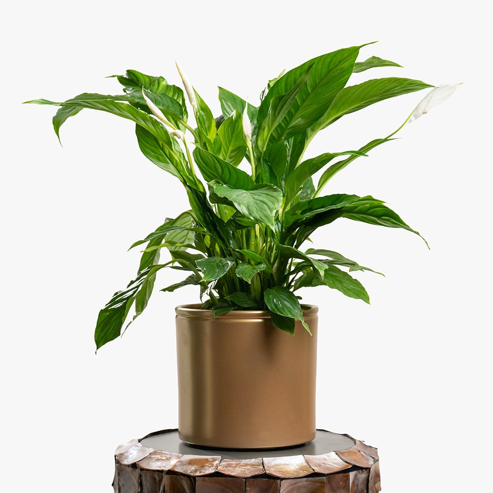 15 Spathiphyllum (Peace Lily) in Gold Pot – 80cm