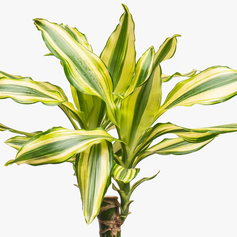 16.2 Dracaena Plant in Black Pot – 30cm