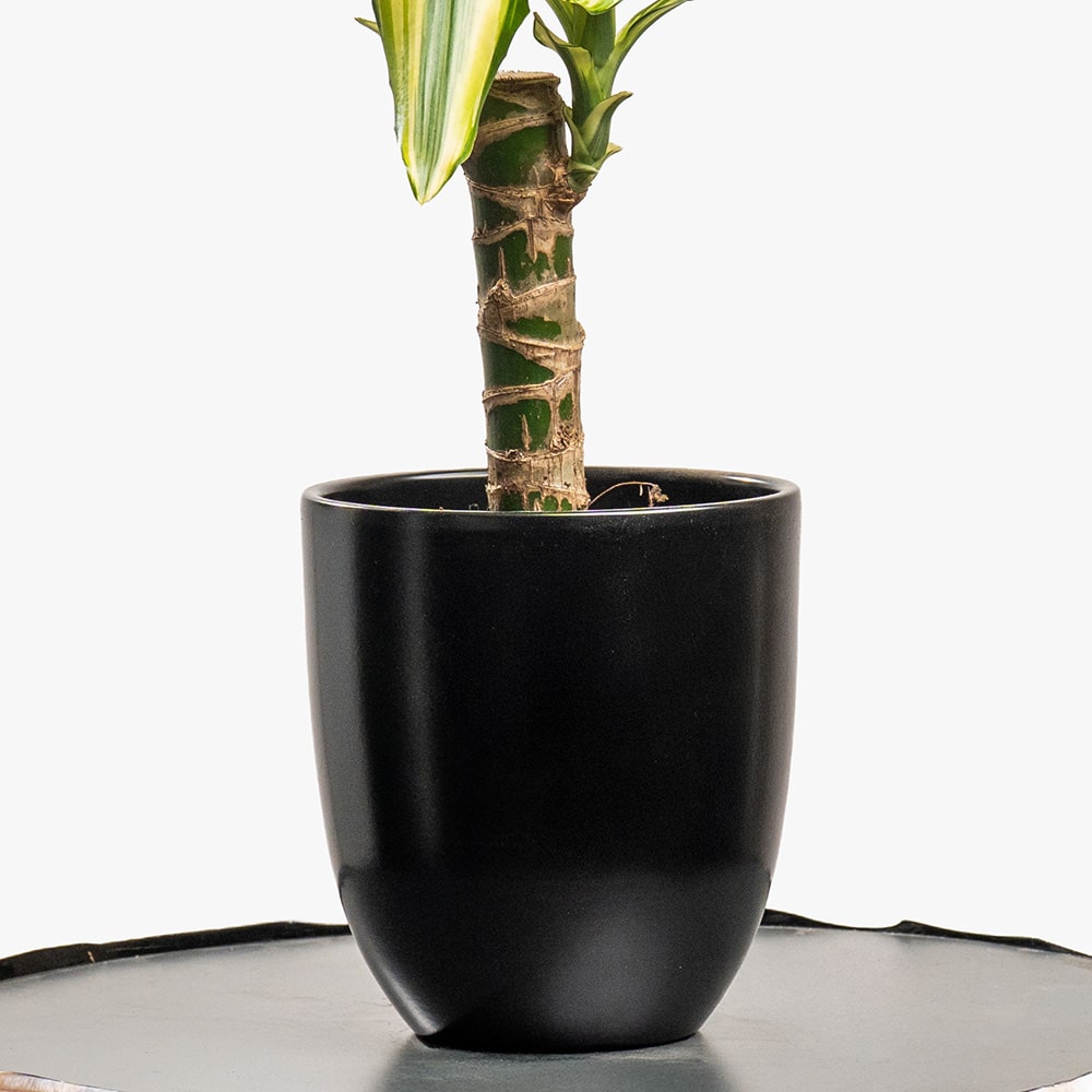 16.3 Dracaena Plant in Black Pot – 30cm