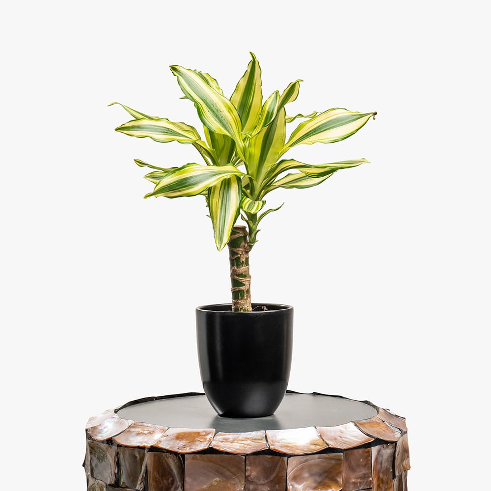 16 Dracaena Plant in Black Pot – 30cm