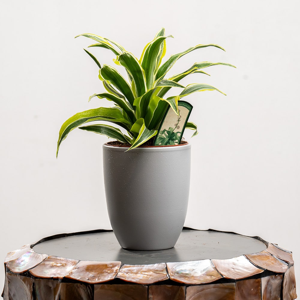 DSC08789-Recovered Dracaena Plant in Gray Pot – 30cm