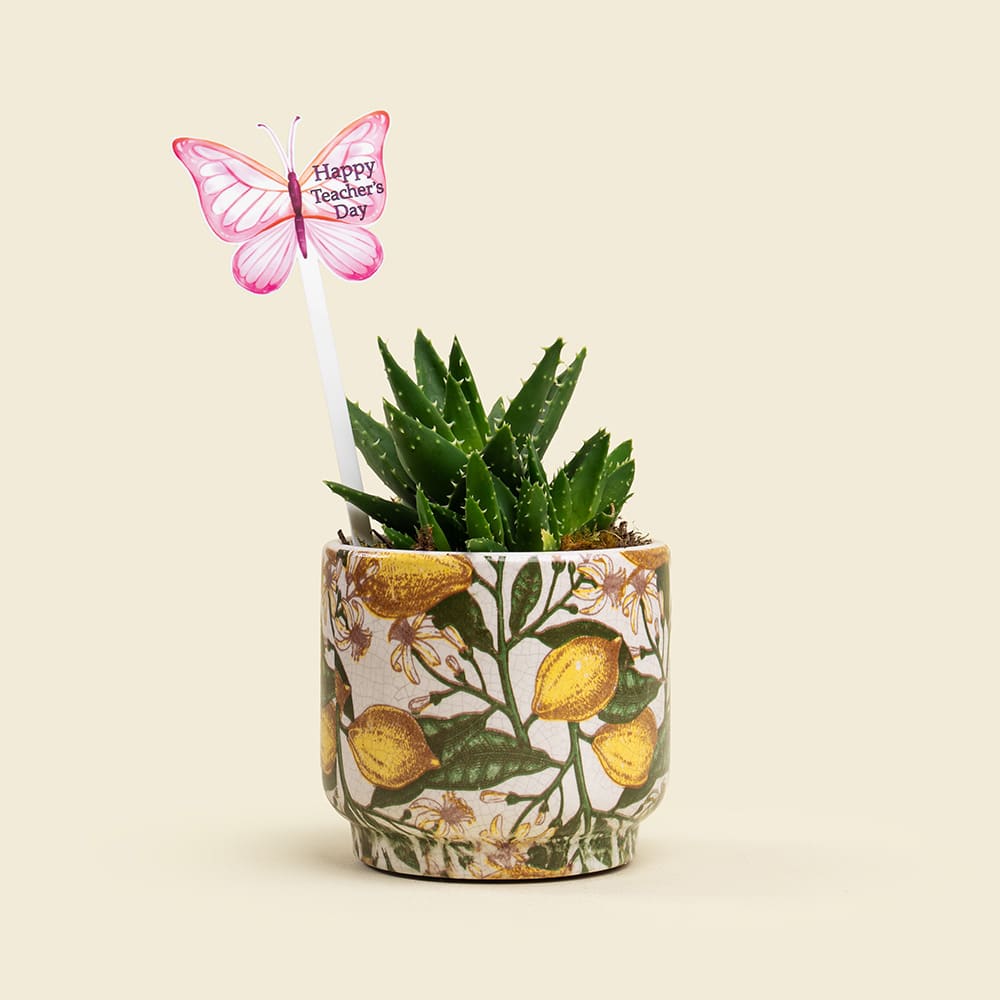 Aloe Plant in Elegant Ceramic Pot – Healing & Stylish Indoor Green Gift