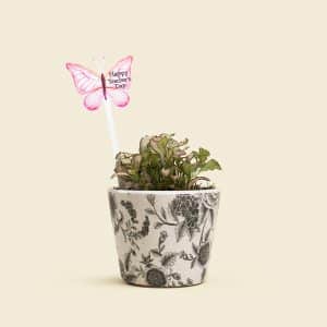 Fittonia Plant in Ceramic Pot