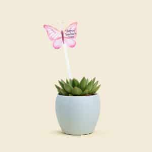 Echeveria Plant in Elegant Ceramic Pot – Stylish Succulent Indoor Gift