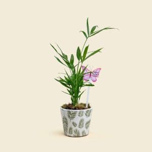 Dypsis Plant in Ceramic Pot