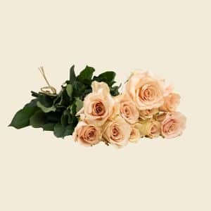 10 Dusty Peach Roses Bunch