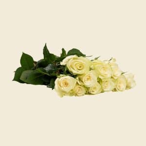 10 Off-White Roses Bunch