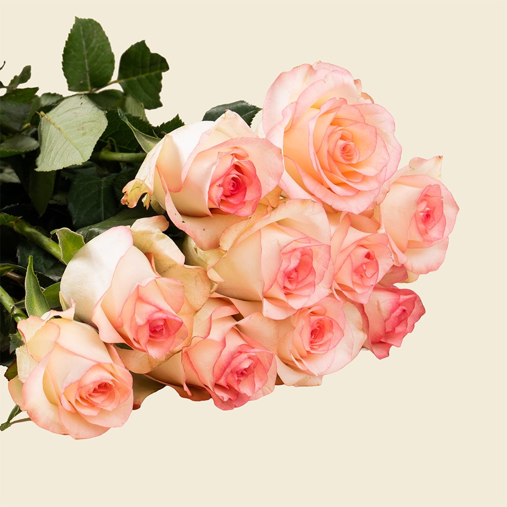 07.1 10 Double Pink Roses Bunch – Fresh Elegant Bouquet for Gifting & Celebrations
