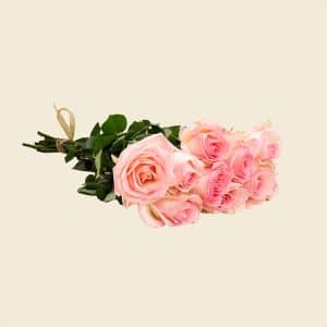 10 Light Pink Roses Bunch