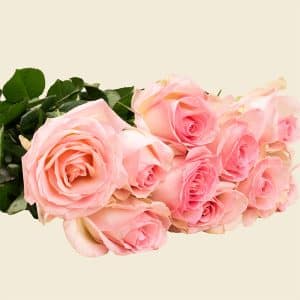10 Light Pink Roses Bunch