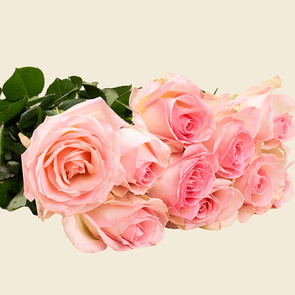10 Light Pink Roses Bunch