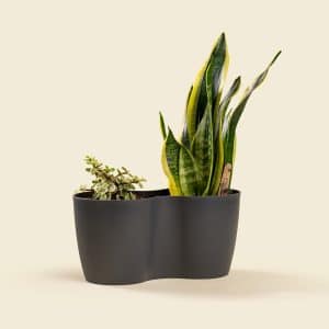 sansevieria-portulacaria-mix-plant