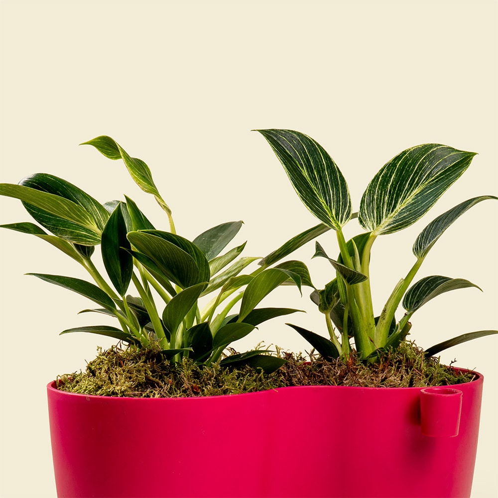 10.2 Peperomia Graveolens Plant – Ruby Glow Succulent for Home & Office Décor