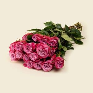 Home 16 25 Darker Pink Roses with Magenta Edges Bunch