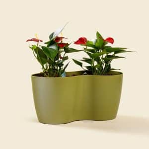 Anthurium Plant – Elegant Indoor Flowering Plant with Glossy Heart-Shaped Blooms