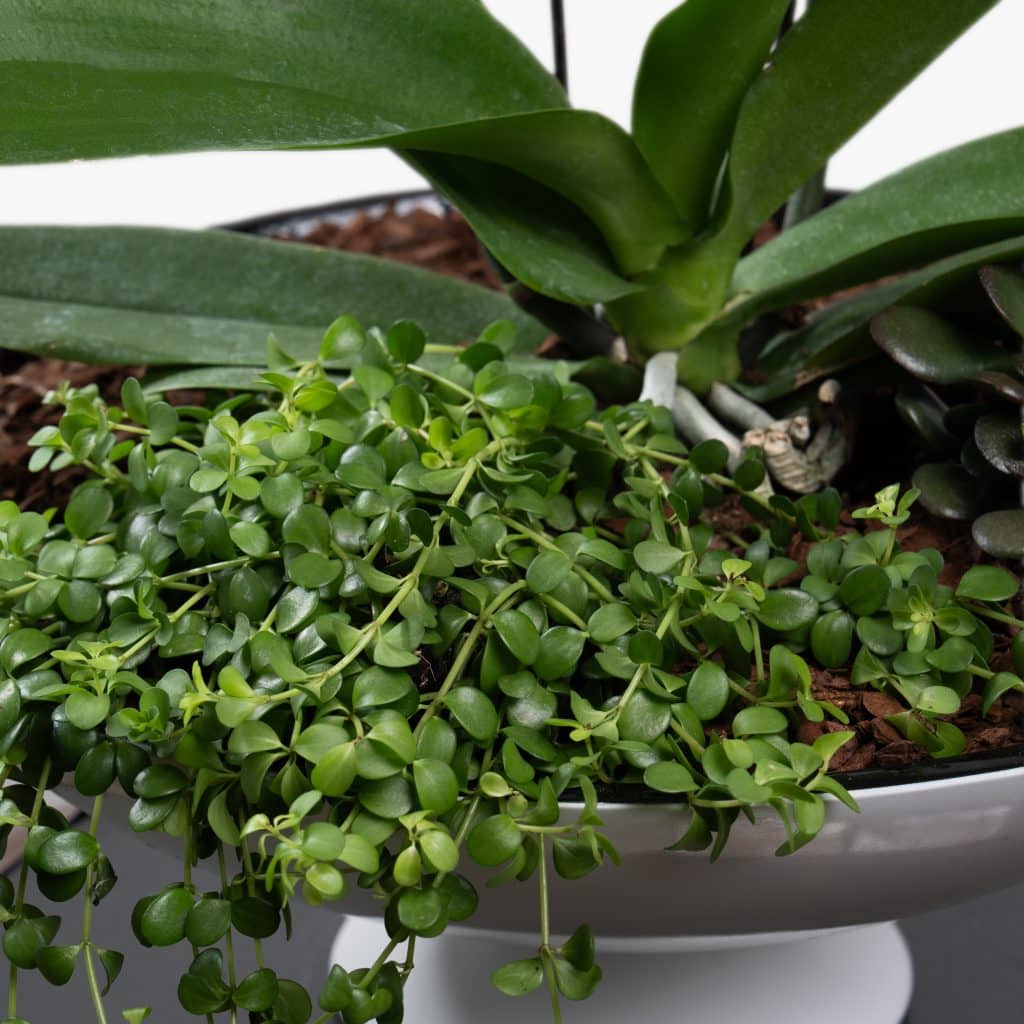 5 Amazing Low Maintenance Houseplants for Beginners!