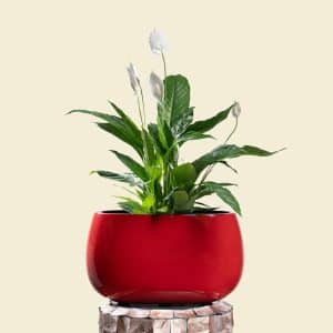 Spathiphyllum in Ellipse Poly-Lacquer Red Pot