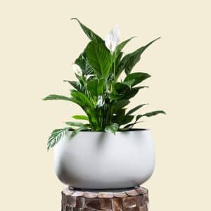 Spathiphyllum in Ellipse Poly-Lacquer White Pot
