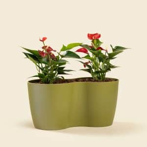 Home 11 Red Anthurium Plant – Elegant Indoor Flowering Plant with Heart-Shaped Red Blooms