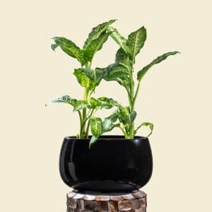 Dieffenbachia in Ellipse Poly-Lacquer Black Pot
