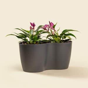 Anthurium Plant – Elegant Indoor Flowering Plant with Heart-Shaped Blooms