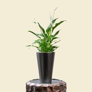 Home 12 Spathiphyllum Bellini in Silver Grey Plastic Planter