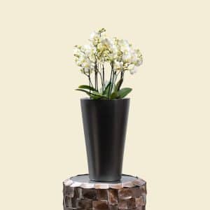 Phalaenopsis Orchid in Silver Grey Plastic Planter