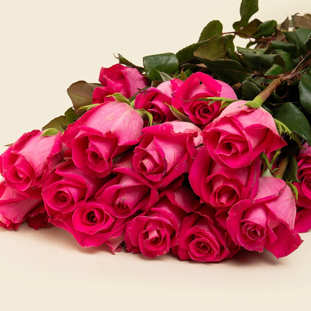 8.2 25 Fuchsia Roses Bunch