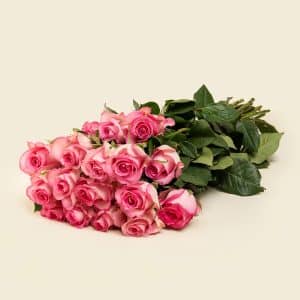 25 Baby Pink Roses Bunch