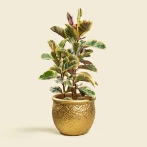 Home 13 Ficus Elastica with Gold Ceramic Pot