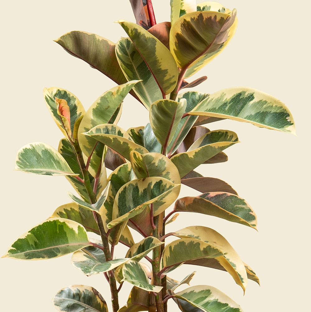 1.2 Ficus Elastica with Gold Ceramic Pot – Elegant Rubber Plant for Home & Office Décor