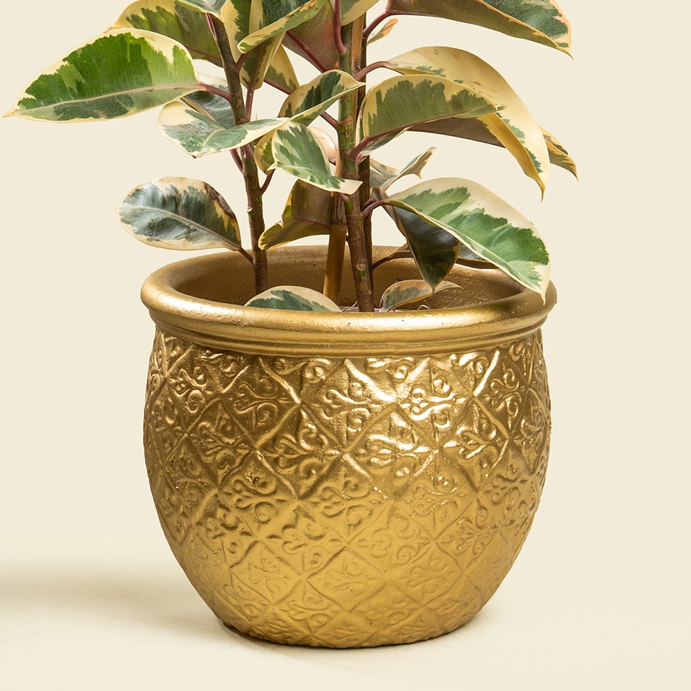 1.3 Ficus Elastica with Gold Ceramic Pot – Elegant Rubber Plant for Home & Office Décor