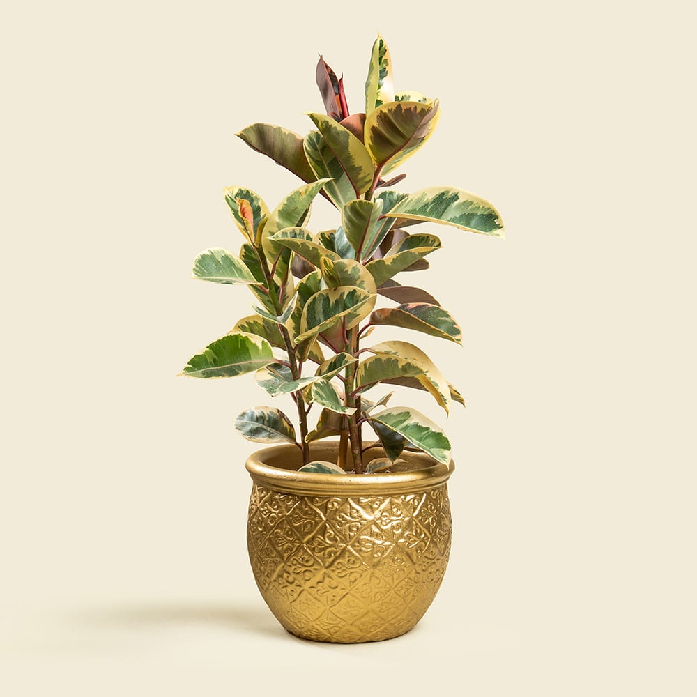 1 Ficus Elastica with Gold Ceramic Pot