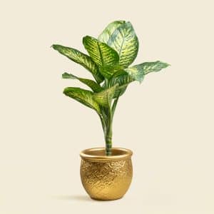 Dieffenbachia with Gold Ceramic Pot