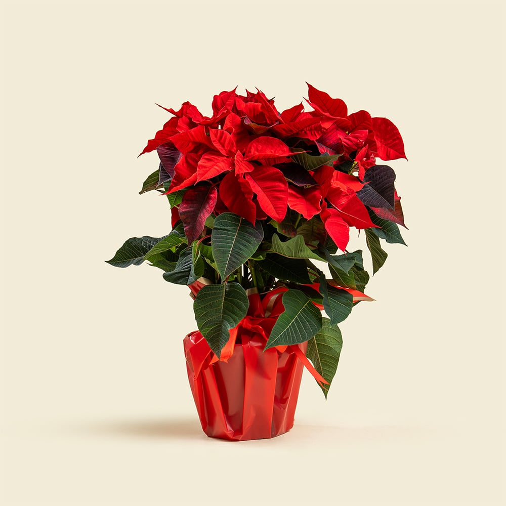 Poinsettia Plant without Pot